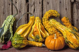 Gourds against a wooden wall