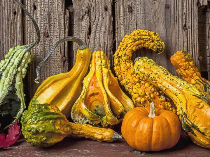 Remarkable Gourds