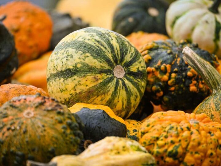 Remarkable Gourds