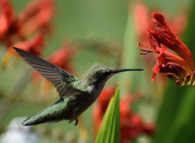 This Season: Attracting Hummingbirds to Your Garden